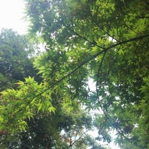 感情とともに生きる〜癒さないという選択