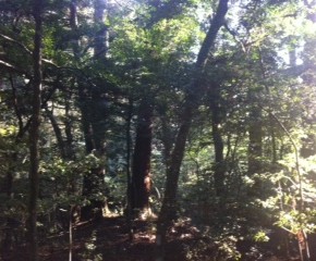 伊勢神宮にいってきました