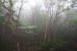 願望と同時に存在するもの☆