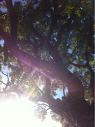 苦手なものを引き寄せているときには☆