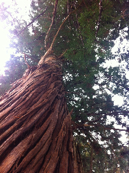 成長するために、幹を太くしましょう☆