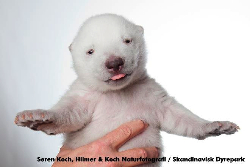 International Polar Bear Day☆今日はしろくまの日♫