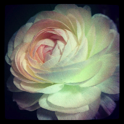 争うことを手放す方法☆