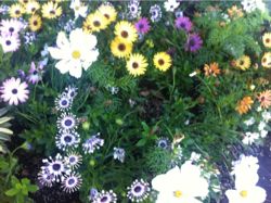 家族なのに、わかりあえないと感じているあなたへ☆〜一卵性母子という幻想について