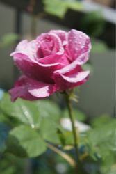 過去世について〜過去世はワンネスを思いだす鍵☆